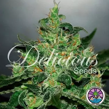 Critical Jack Herer Auto planta de marihuana