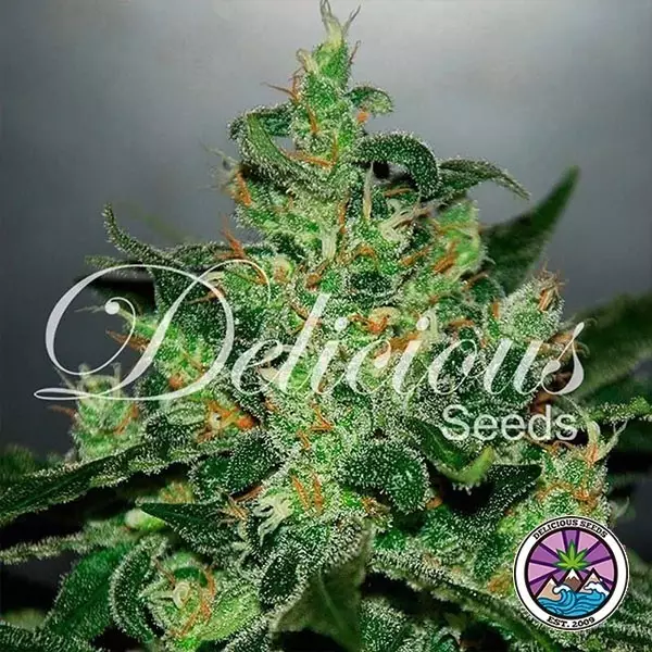 View Critical Jack Herer Auto cannabis plant