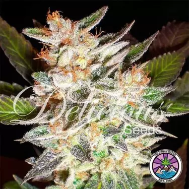 Delicious Candy Auto Marijuana Plant