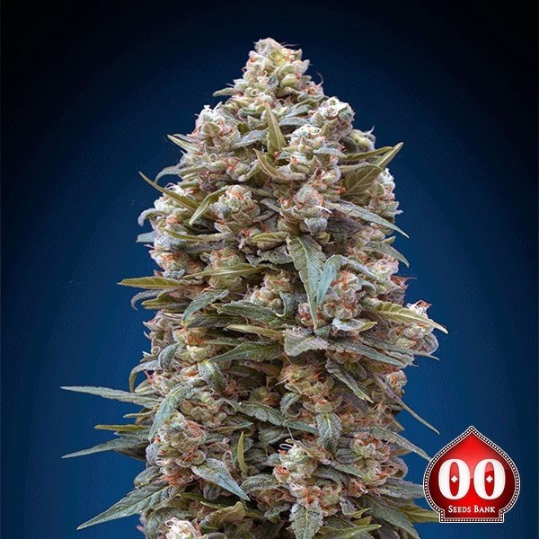 00 Kush cannabis plant
