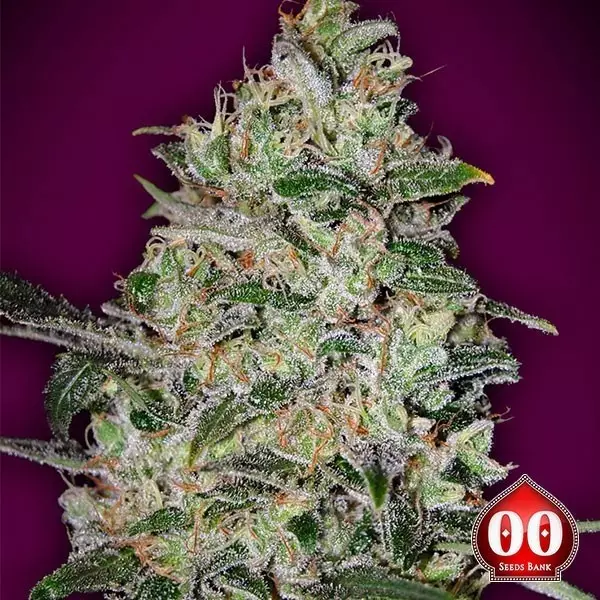 View Bubble Gum Fast - Planta de marihuana