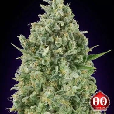 Planta de maconha de veneno crítico