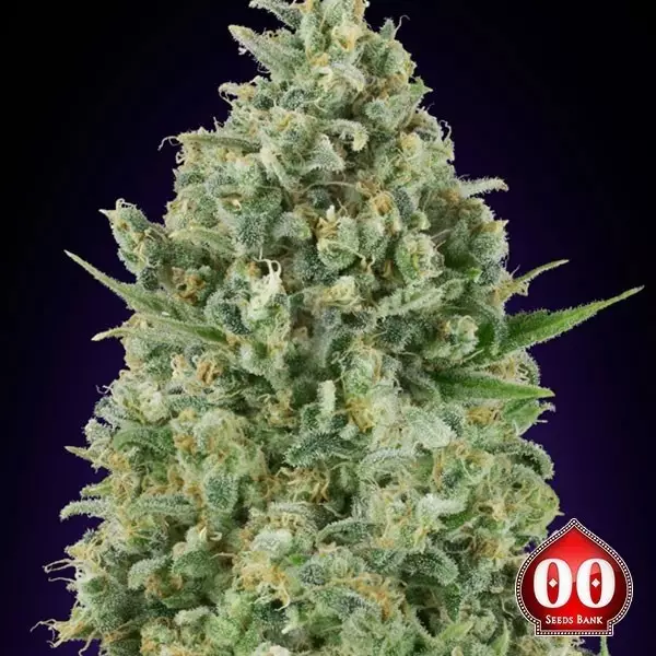 View Critical Poison planta de marihuana