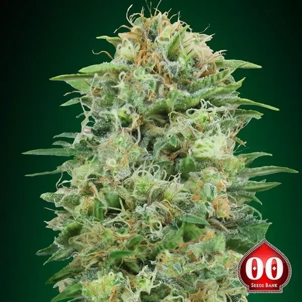 View White Widow CBD planta de marihuana