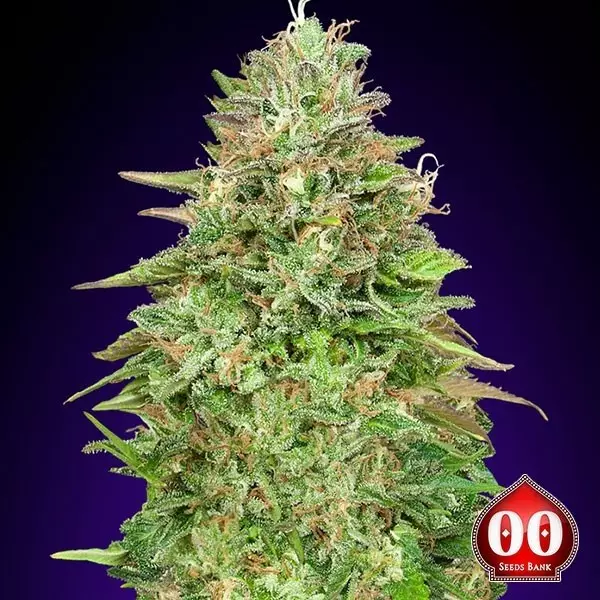 View Critical Poison Fast planta de marihuana