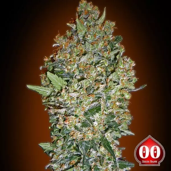View Cheese Berry planta de maconha