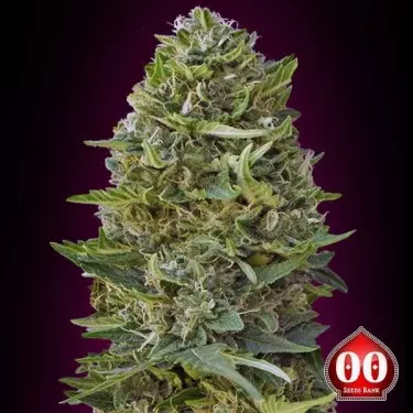 Planta de maconha Caramel Kush