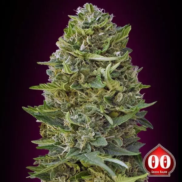 View Caramel Kush planta de marihuana