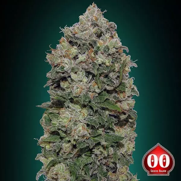 View Planta de maconha Northern Lights