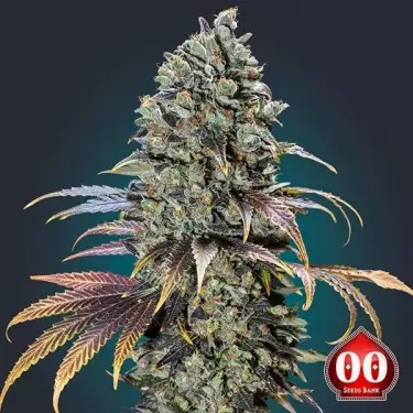 Planta de maconha Califórnia Kush