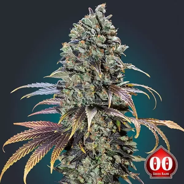 View California Kush planta de marihuana