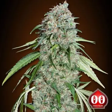 Chocolate Skunk CBD Cannabis Plant