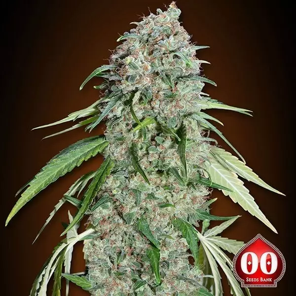 View Chocolate Skunk CBD planta de marihuana