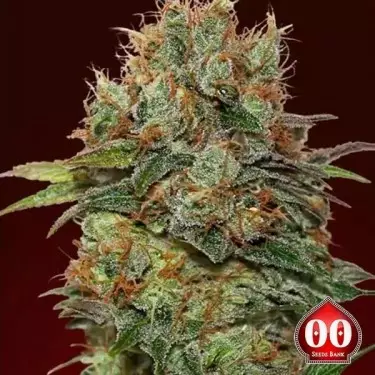 Chocolate Kush planta de maconha