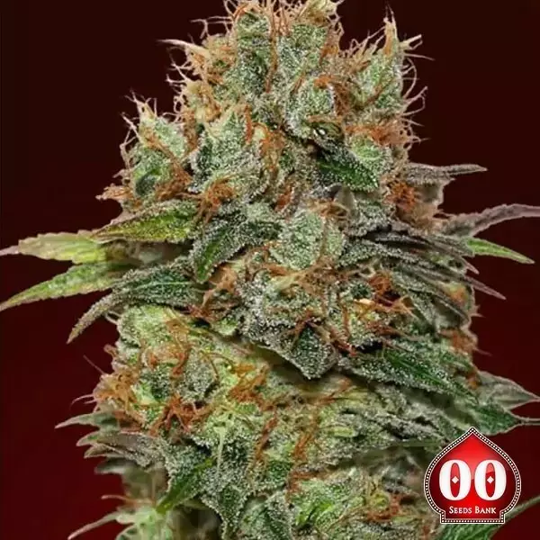 View Auto Chocolate Kush