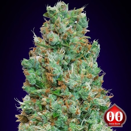 Auto Blueberry - 00 Seeds Bank