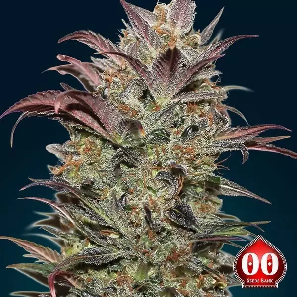 View Auto Chocolate Cream - Planta de marihuana