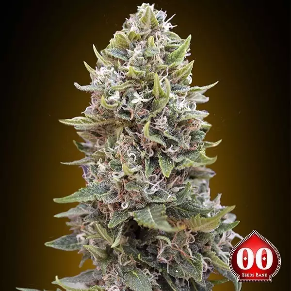 View Auto Cheese Berry planta de marihuana
