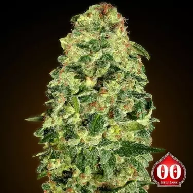 Automóvel Califórnia Planta de maconha Kush