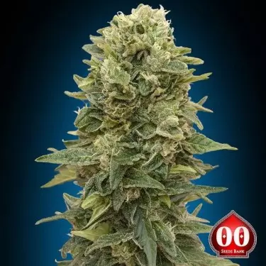 Auto Afghan Mass Cannabis Plant