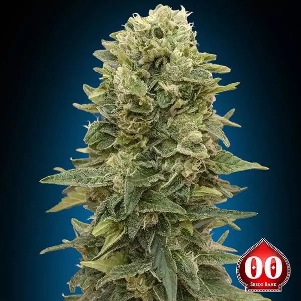 View Auto Afghan Mass