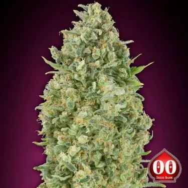 Auto Bubble Gum planta de marihuana