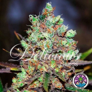 Cotton Candy Kush cannabis plant