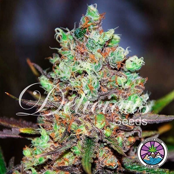 Cotton candy weed seeds