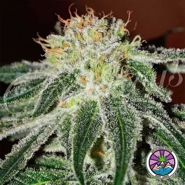 Planta de maconha russa preta