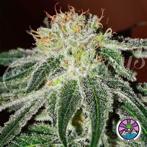 View Black Russian cannabis plant