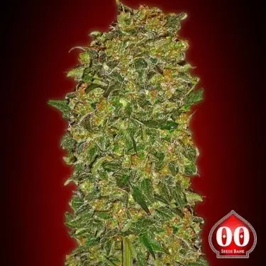 Chocolate Kush planta de marihuana