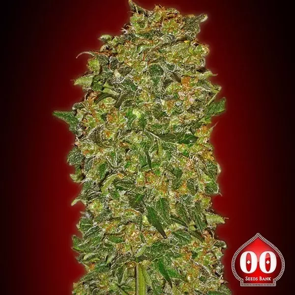 View Chocolate Kush marijuana plant