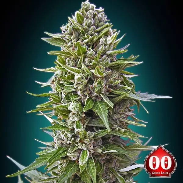 View Auto Northern Lights planta de maconha