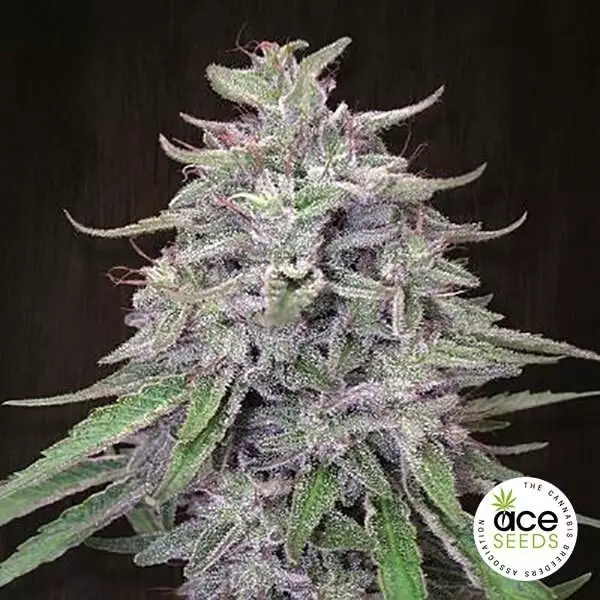 View Bangi Haze Fem planta de marihuana