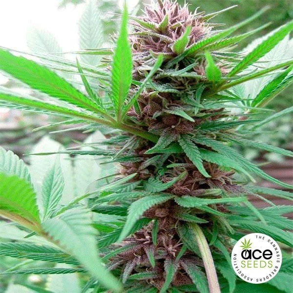 Erdpurt Fem Cannabis Plant