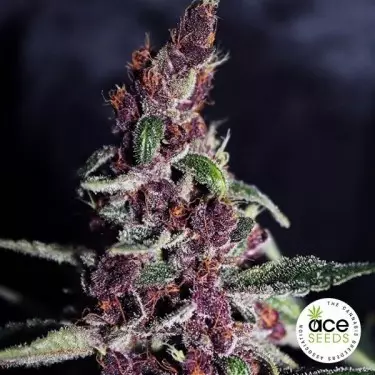 Violeta Indica by ACE Seeds feminized - GB