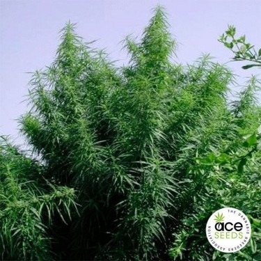 Tropical Mix Fem Cannabis Plants