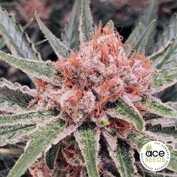 View Zamaldelica Fem Cannabis Plant