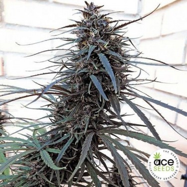 Purple Haze x Malawi Fem Cannabis Plant