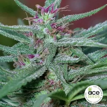 Panama feminized Cannabis Plant