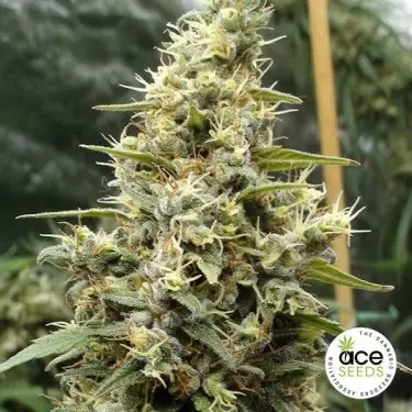 Panama Haze feminized Cannabis Plant