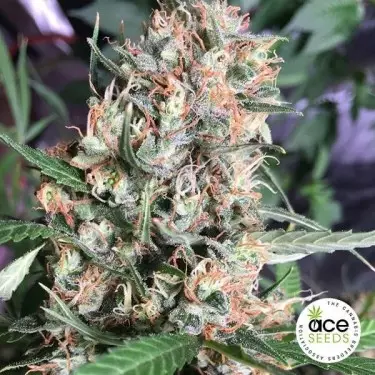 Orient Express feminized Cannabis Plant