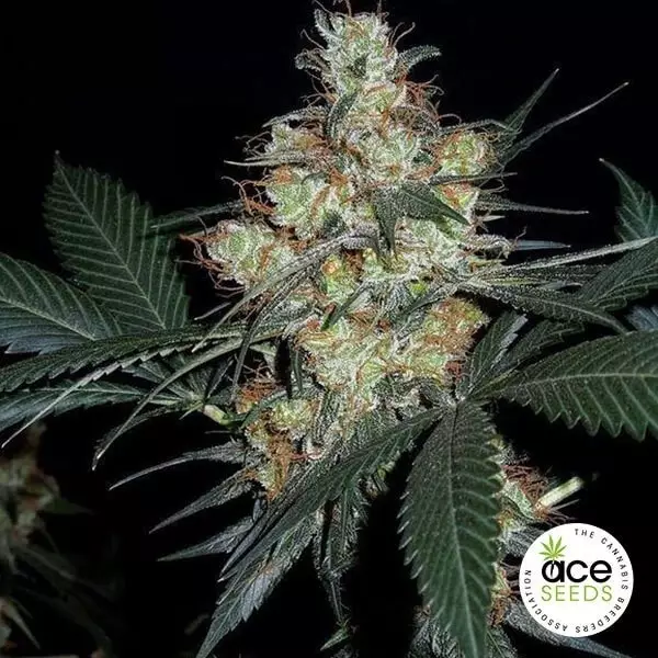 View Nepalese Jam Fem Cannabis Plant