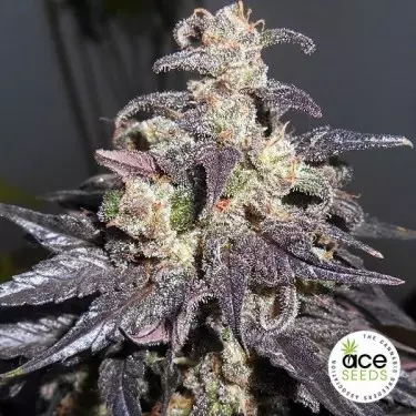 Kali China feminized Cannabis Plant