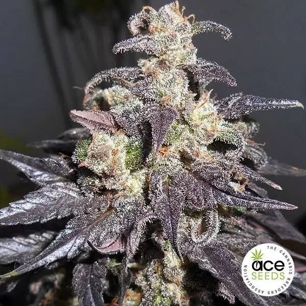 View Kali China feminized Cannabis Plant