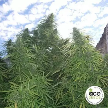 Tigre de Ouro Planta de maconha Fem