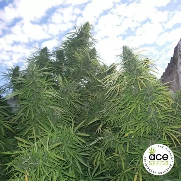 View Golden Tiger feminized Cannabis Plant