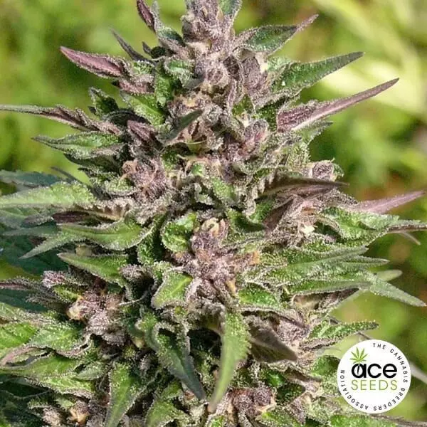 View Congo feminized Cannabis Plant