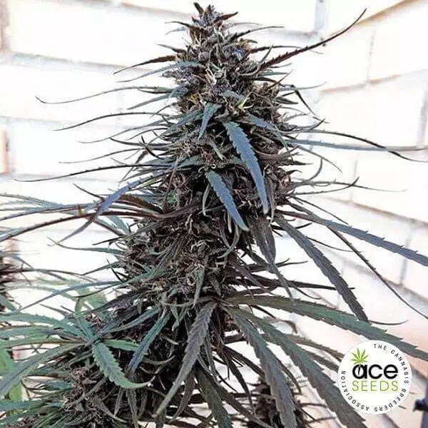 View Purple Haze x Malawi Regular planta de marihuana
