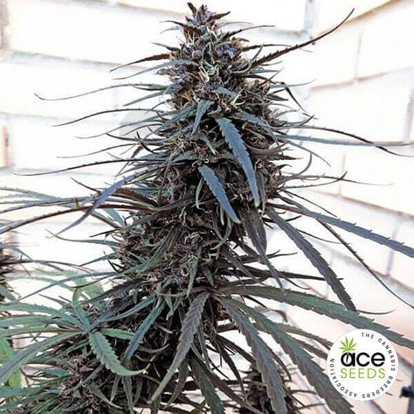 Plante de cannabis Purple Haze x Malawi Regulière
